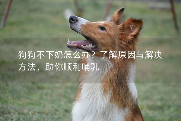 狗狗不下奶怎么辦？了解原因與解決方法，助你順利哺乳