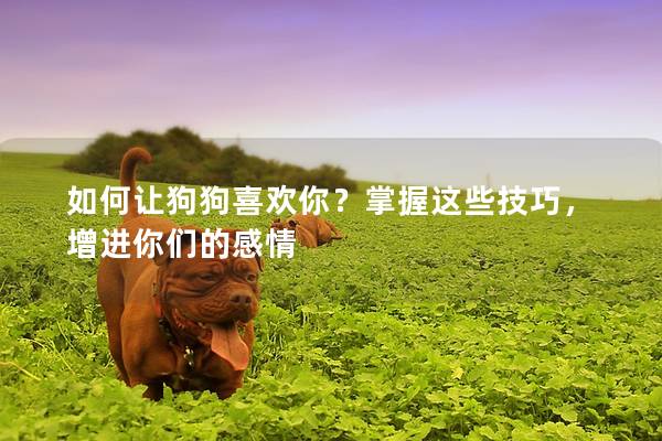 如何讓狗狗喜歡你？掌握這些技巧，增進你們的感情