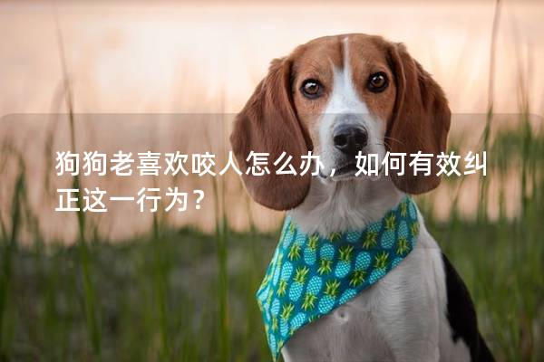 狗狗老喜歡咬人怎么辦，如何有效糾正這一行為？