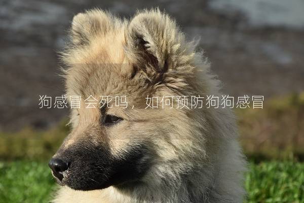 狗感冒會死嗎，如何預(yù)防狗狗感冒