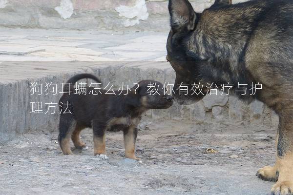 狗狗耳螨怎么辦？教你有效治療與護理方法