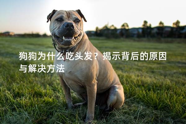 狗狗為什么吃頭發？揭示背后的原因與解決方法