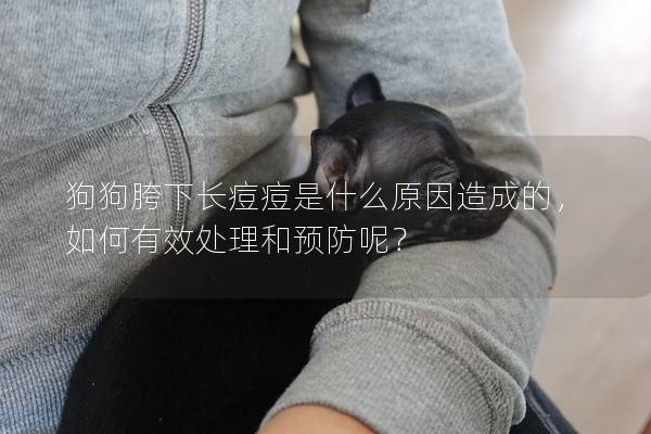 狗狗胯下長(zhǎng)痘痘是什么原因造成的，如何有效處理和預(yù)防呢？