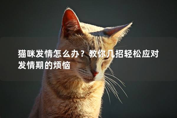 貓咪發情怎么辦？教你幾招輕松應對發情期的煩惱