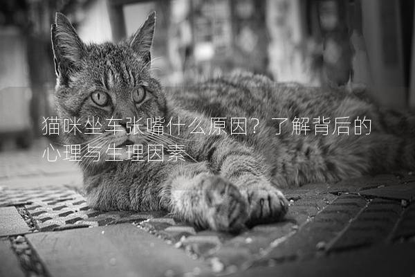 貓咪坐車張嘴什么原因？了解背后的心理與生理因素