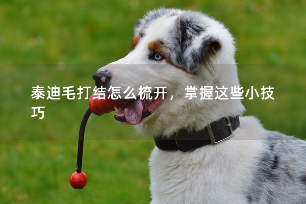 泰迪毛打結怎么梳開，掌握這些小技巧