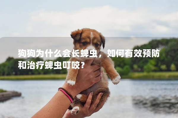 狗狗為什么會長蜱蟲，如何有效預(yù)防和治療蜱蟲叮咬？