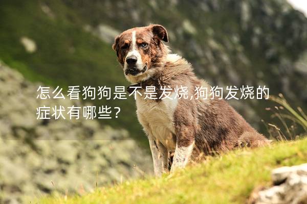 怎么看狗狗是不是發(fā)燒,狗狗發(fā)燒的癥狀有哪些？