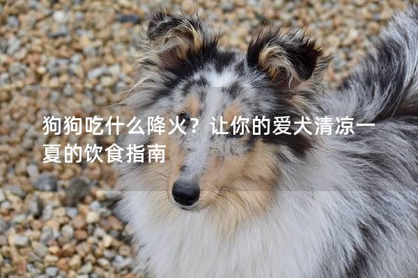 狗狗吃什么降火？讓你的愛犬清涼一夏的飲食指南