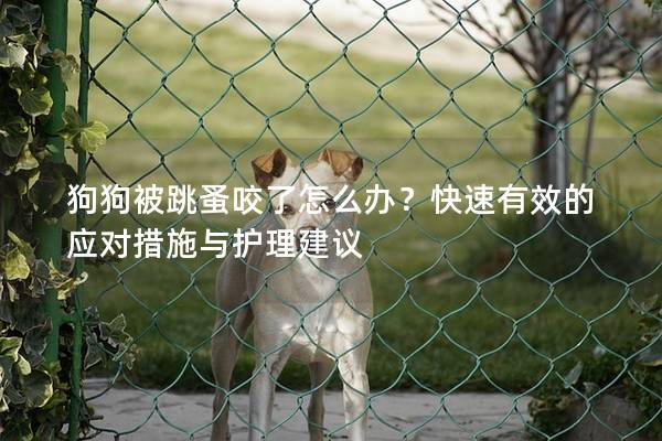 狗狗被跳蚤咬了怎么辦？快速有效的應(yīng)對措施與護(hù)理建議