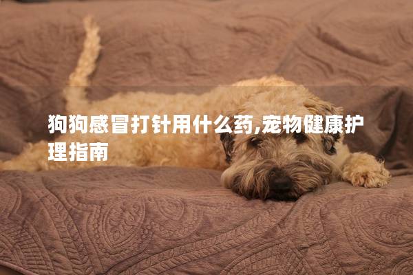 狗狗感冒打針用什么藥,寵物健康護理指南