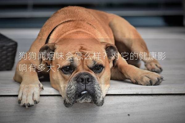 狗狗聞煙味會怎么樣？對它的健康影響有多大？