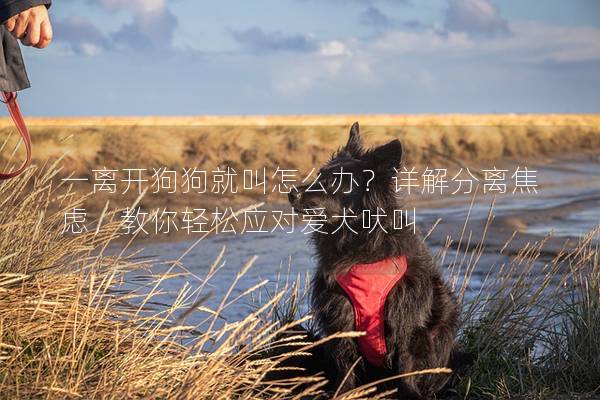 一離開狗狗就叫怎么辦？詳解分離焦慮，教你輕松應對愛犬吠叫