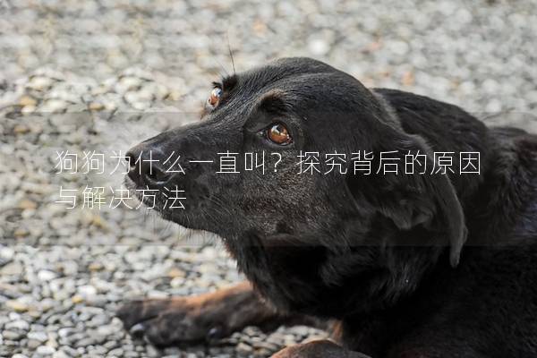 狗狗為什么一直叫？探究背后的原因與解決方法