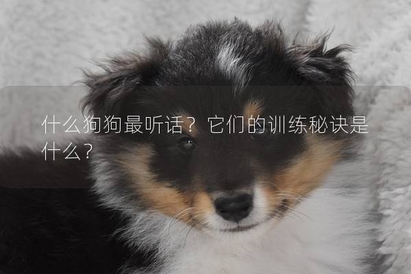 什么狗狗最聽(tīng)話?它們的訓(xùn)練秘訣是什么? 什么狗狗最聽(tīng)話?它們的訓(xùn)練秘訣是什么?