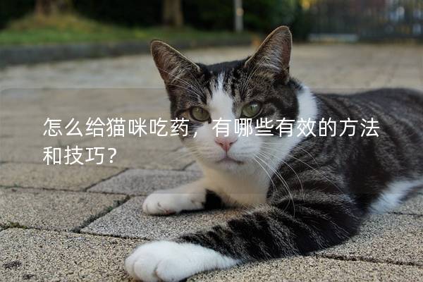 怎么給貓咪吃藥，有哪些有效的方法和技巧？