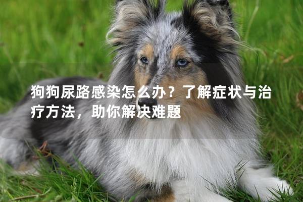 狗狗尿路感染怎么辦？了解癥狀與治療方法，助你解決難題