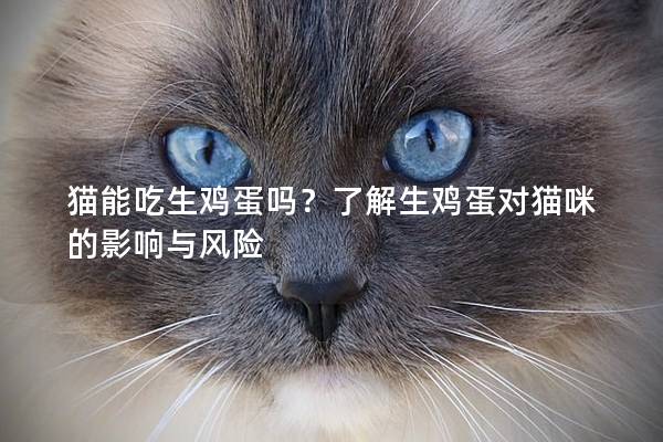 貓能吃生雞蛋嗎？了解生雞蛋對貓咪的影響與風險