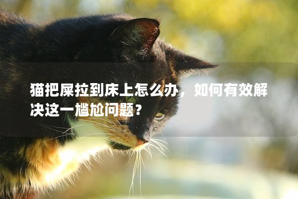 貓把屎拉到床上怎么辦，如何有效解決這一尷尬問題？