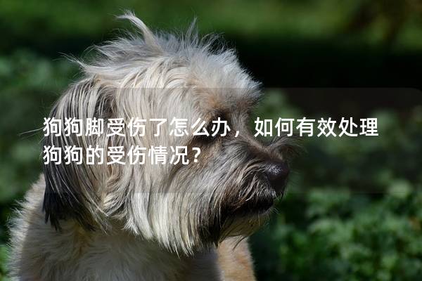 狗狗腳受傷了怎么辦，如何有效處理狗狗的受傷情況？