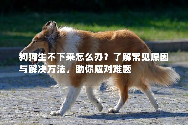 狗狗生不下來怎么辦？了解常見原因與解決方法，助你應(yīng)對難題