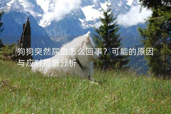 狗狗突然尿血怎么回事？可能的原因與應對措施分析