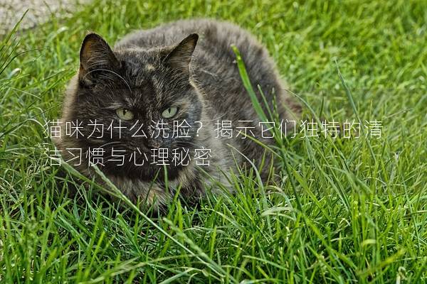 貓咪為什么洗臉？揭示它們獨(dú)特的清潔習(xí)慣與心理秘密