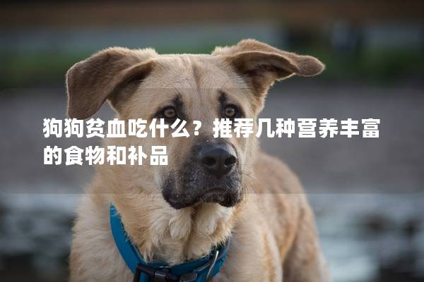 狗狗貧血吃什么?推薦幾種營養豐富的食物和補品 狗狗貧血吃什么?推薦幾種營養豐富的食物和補品
