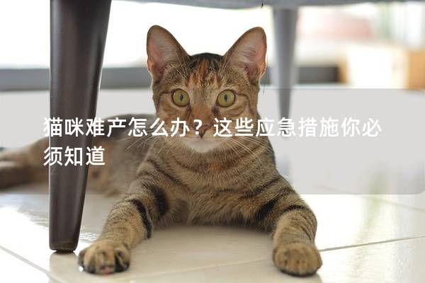 貓咪難產怎么辦？這些應急措施你必須知道