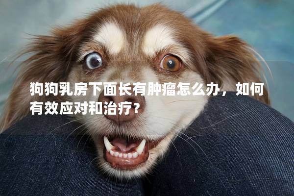 狗狗乳房下面長有腫瘤怎么辦，如何有效應(yīng)對和治療？