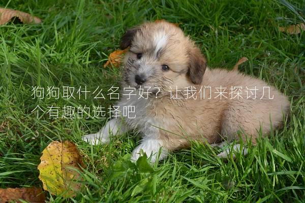狗狗取什么名字好？讓我們來(lái)探討幾個(gè)有趣的選擇吧