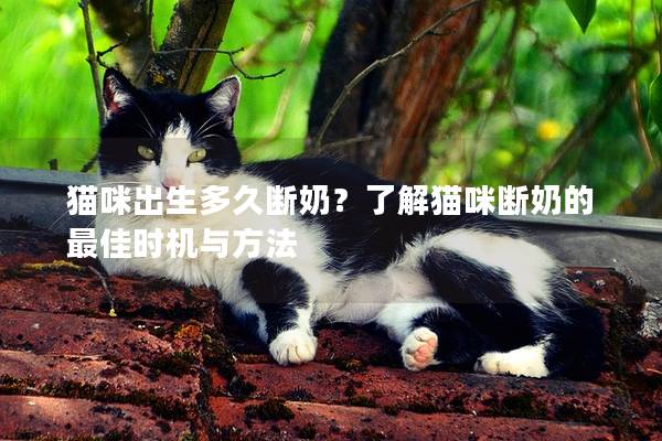 貓咪出生多久斷奶？了解貓咪斷奶的最佳時機與方法