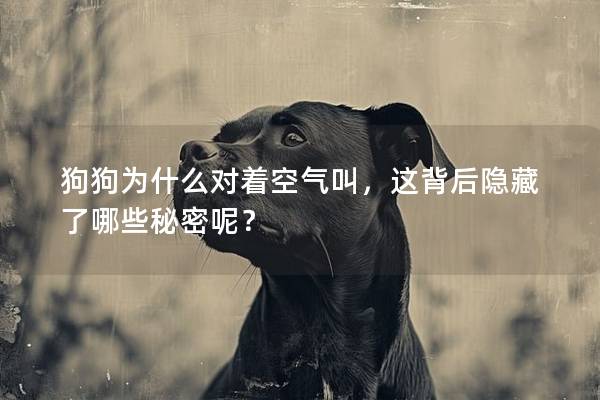 狗狗為什么對著空氣叫，這背后隱藏了哪些秘密呢？