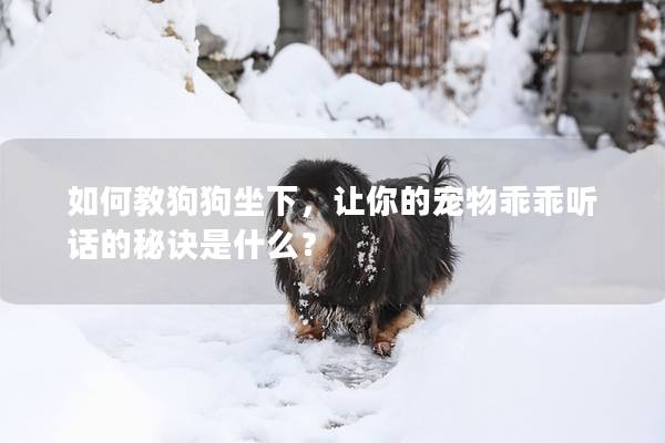 如何教狗狗坐下，讓你的寵物乖乖聽話的秘訣是什么？