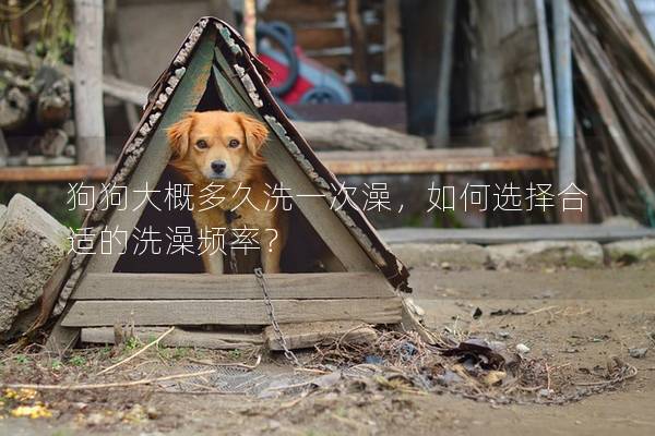 狗狗大概多久洗一次澡,如何選擇合適的洗澡頻率? 狗狗大概多久洗一次澡,如何選擇合適的洗澡頻率?