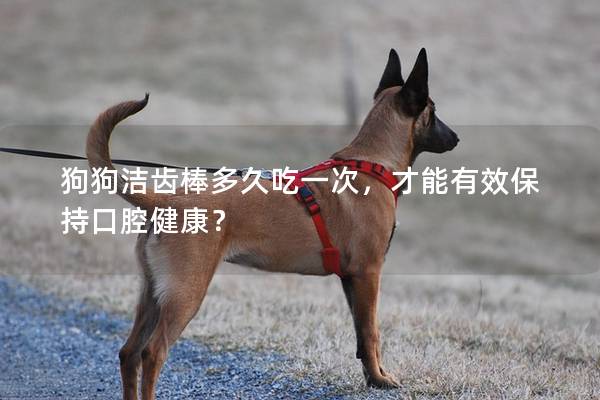 狗狗潔齒棒多久吃一次，才能有效保持口腔健康？
