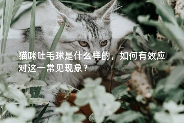 貓咪吐毛球是什么樣的，如何有效應對這一常見現(xiàn)象？