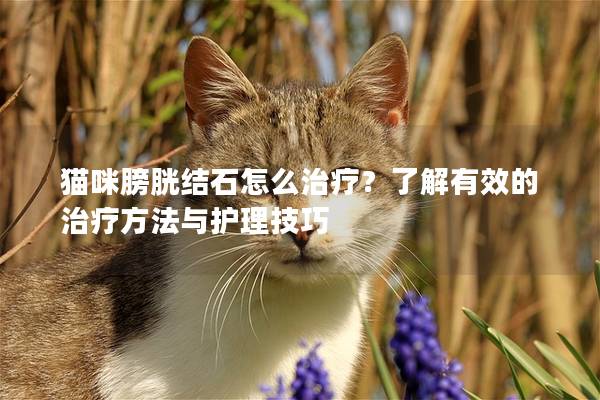 貓咪膀胱結石怎么治療？了解有效的治療方法與護理技巧