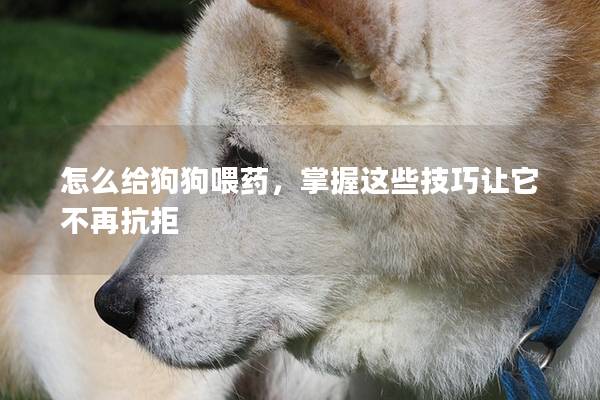 怎么給狗狗喂藥，掌握這些技巧讓它不再抗拒