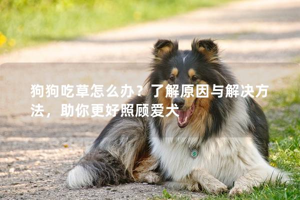 狗狗吃草怎么辦？了解原因與解決方法，助你更好照顧愛犬