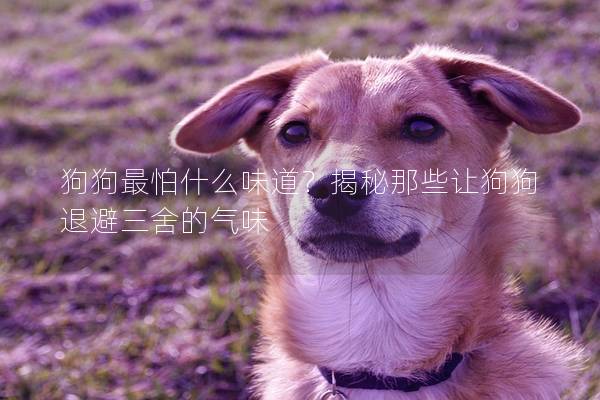 狗狗最怕什么味道？揭秘那些讓狗狗退避三舍的氣味