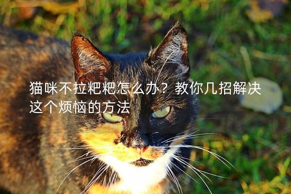 貓咪不拉粑粑怎么辦？教你幾招解決這個煩惱的方法