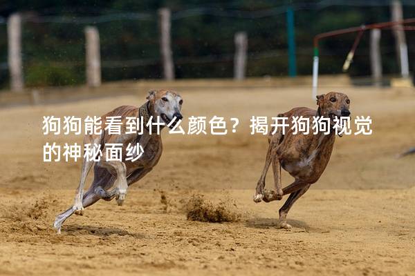 狗狗能看到什么顏色？揭開狗狗視覺的神秘面紗