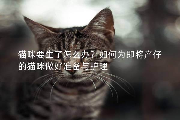 貓咪要生了怎么辦？如何為即將產仔的貓咪做好準備與護理
