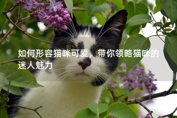 如何形容貓咪可愛，帶你領略貓咪的迷人魅力