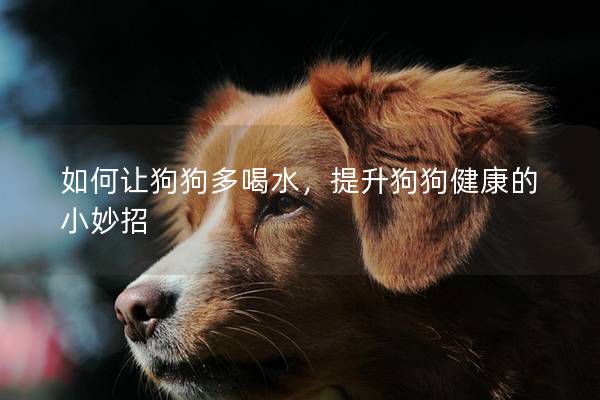 如何讓狗狗多喝水，提升狗狗健康的小妙招