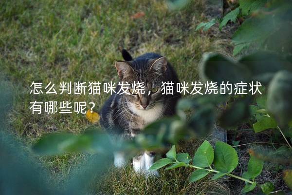 怎么判斷貓咪發(fā)燒，貓咪發(fā)燒的癥狀有哪些呢？