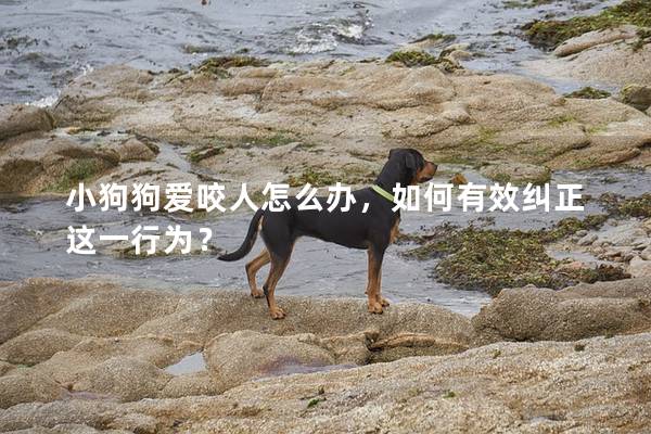 小狗狗愛咬人怎么辦，如何有效糾正這一行為？