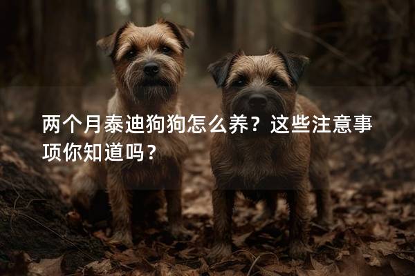 兩個(gè)月泰迪狗狗怎么養(yǎng)？這些注意事項(xiàng)你知道嗎？