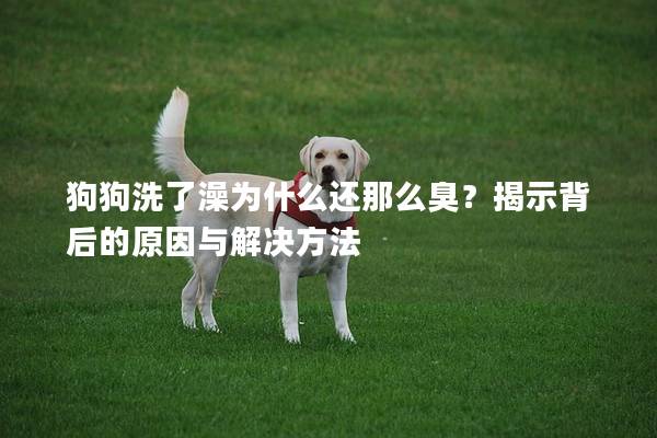 狗狗洗了澡為什么還那么臭？揭示背后的原因與解決方法